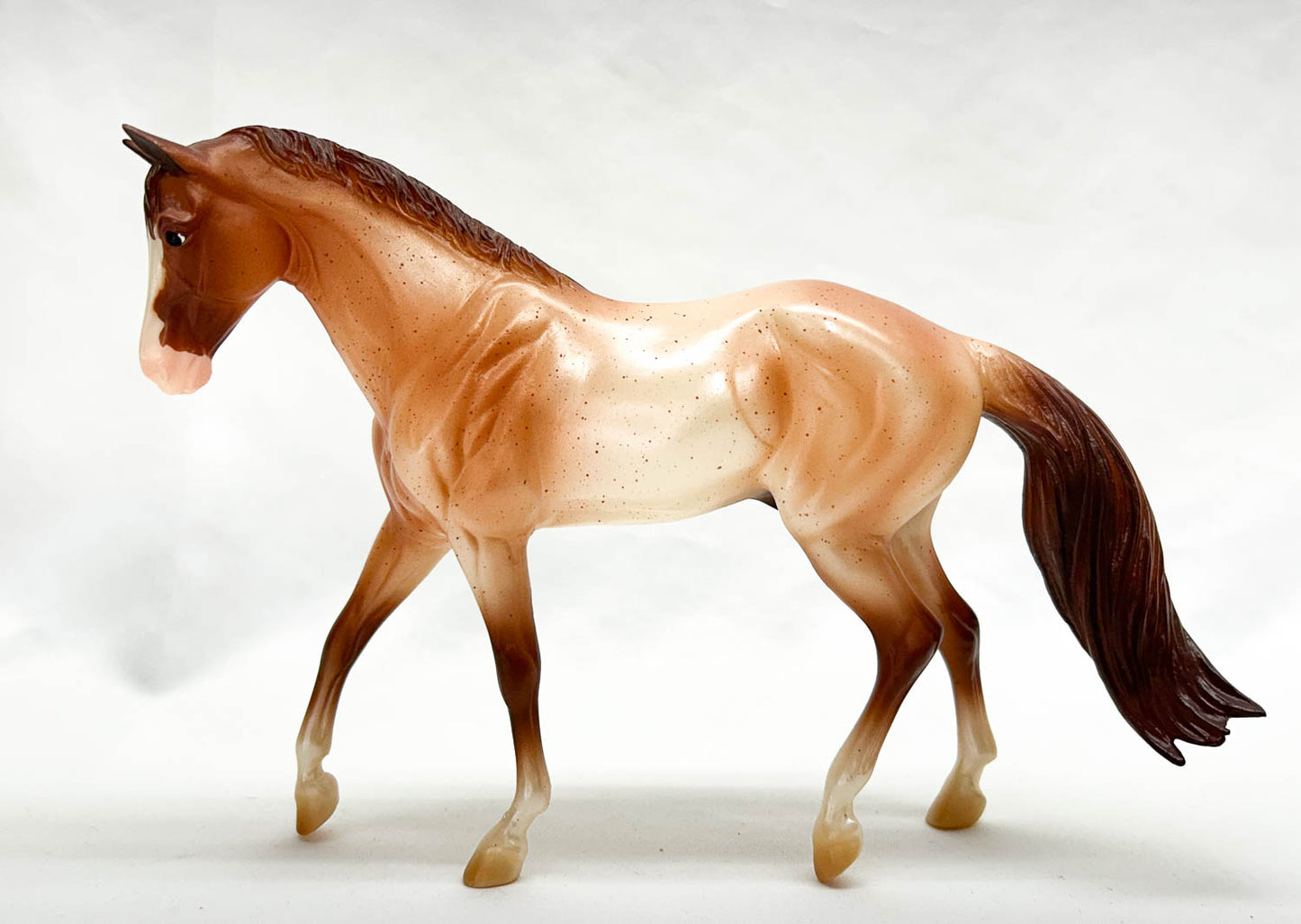 Stock Horse Gelding ~ Liam - 2015 Horse of the Year