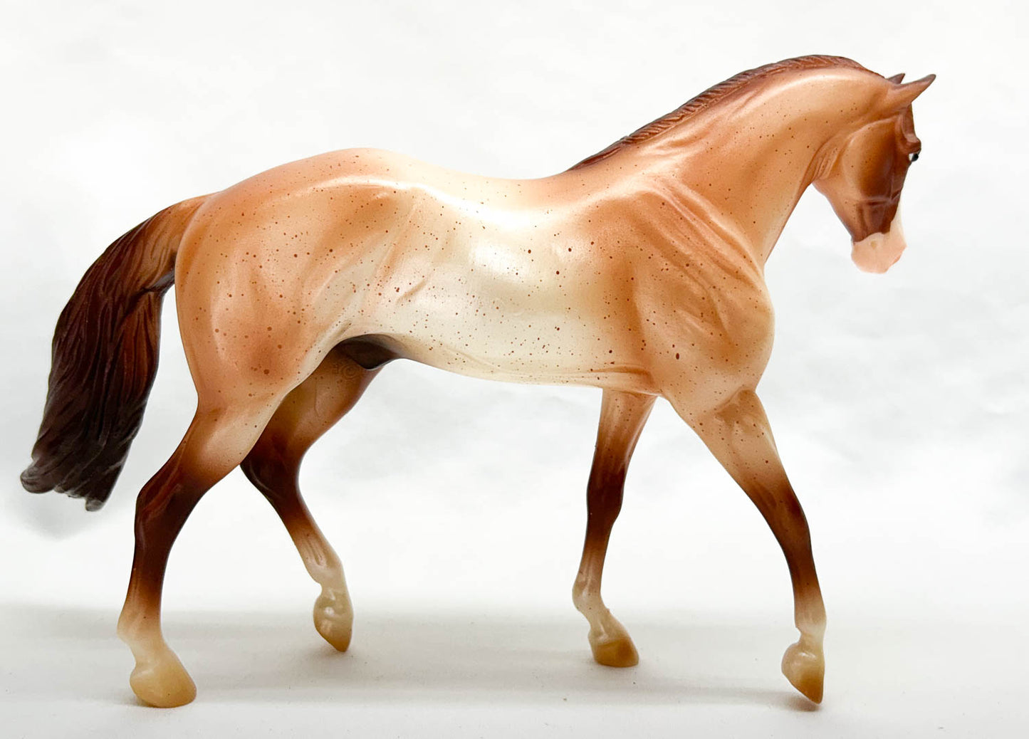 Stock Horse Gelding ~ Liam - 2015 Horse of the Year