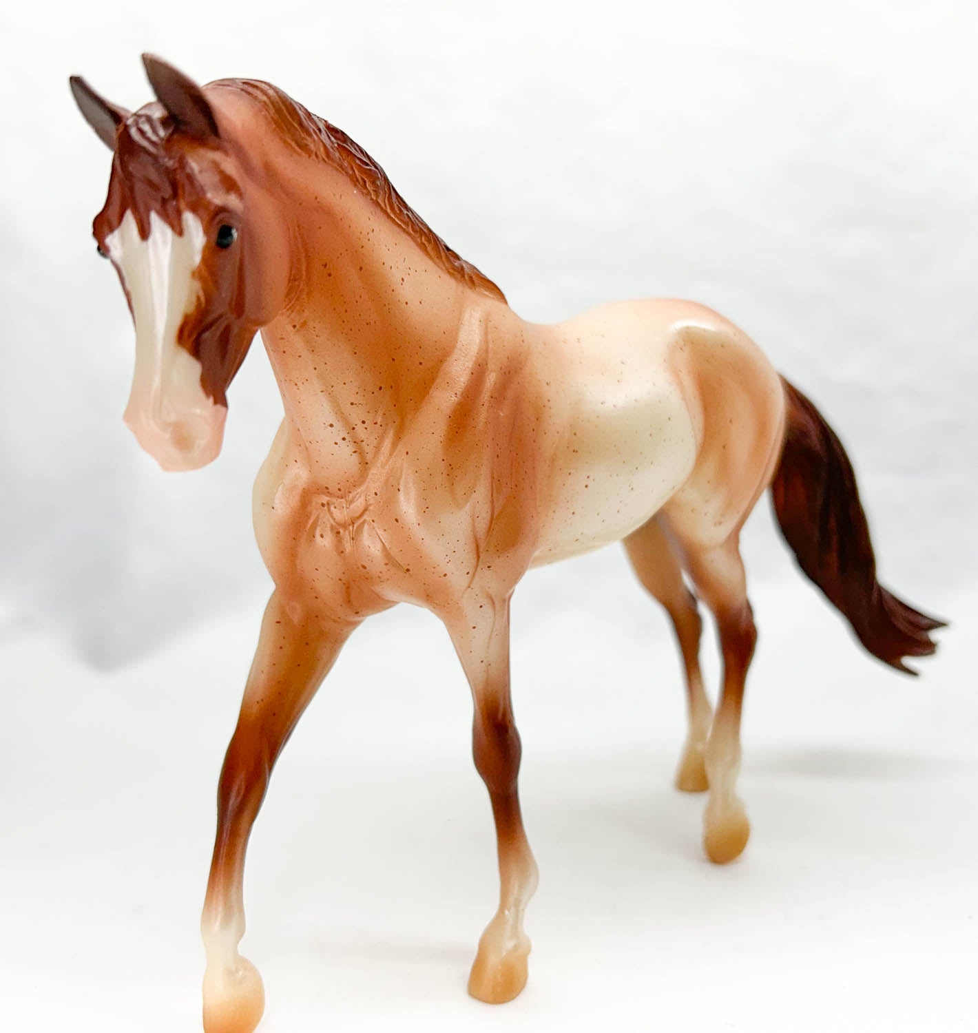 Stock Horse Gelding ~ Liam - 2015 Horse of the Year