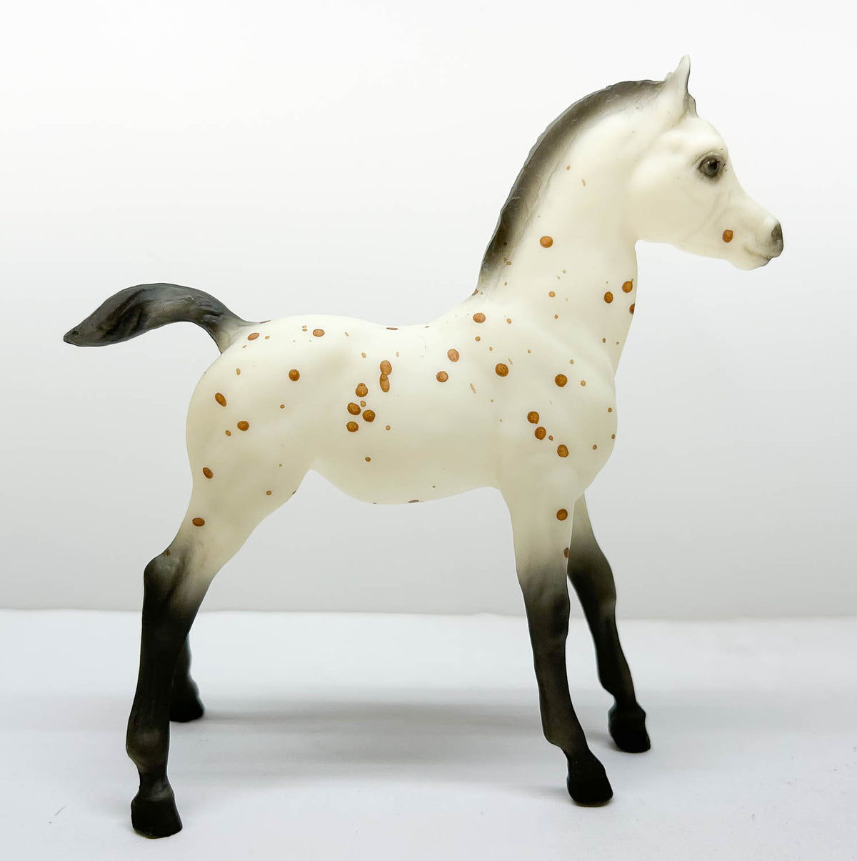 Family Foal ~ Ara-Appaloosa Foal