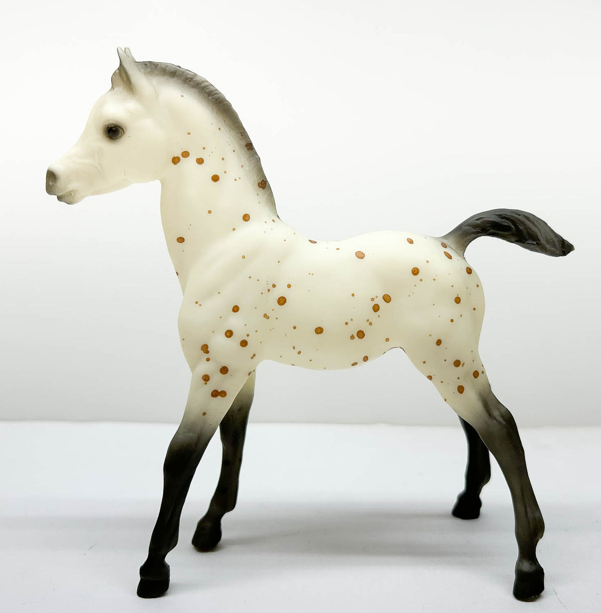 Family Foal ~ Ara-Appaloosa Foal