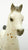Family Foal ~ Ara-Appaloosa Foal