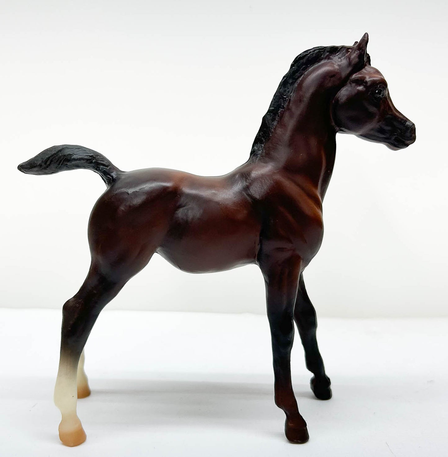 Family Arabian Foal ~ Julian