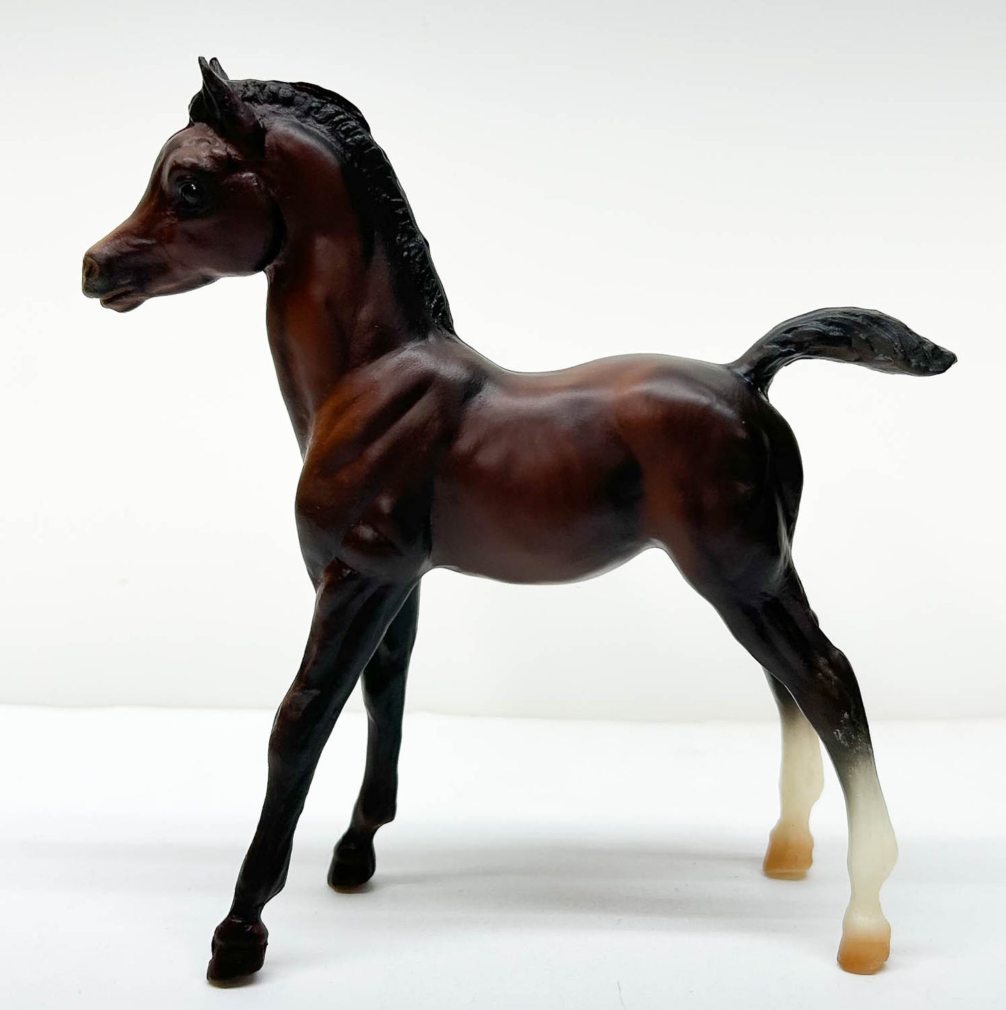 Family Arabian Foal ~ Julian