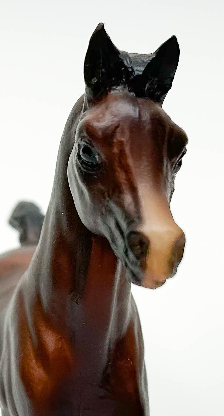 Family Arabian Foal ~ Julian
