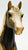 Family Arabian Mare ~ Dickory - Charcoal, Super Matte - From Sheryl Leisure Collection