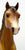 Family Arabian Mare ~ Galena - Bi-Eyed Version