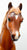 Family Arabian Stallion ~ Azhar