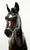 CHRISTMAS AUCTION: Gilen ~ Zenyatta's First Foal - GLOSSY w/ COA and Letter