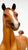 Hackney ~ Show Pony
