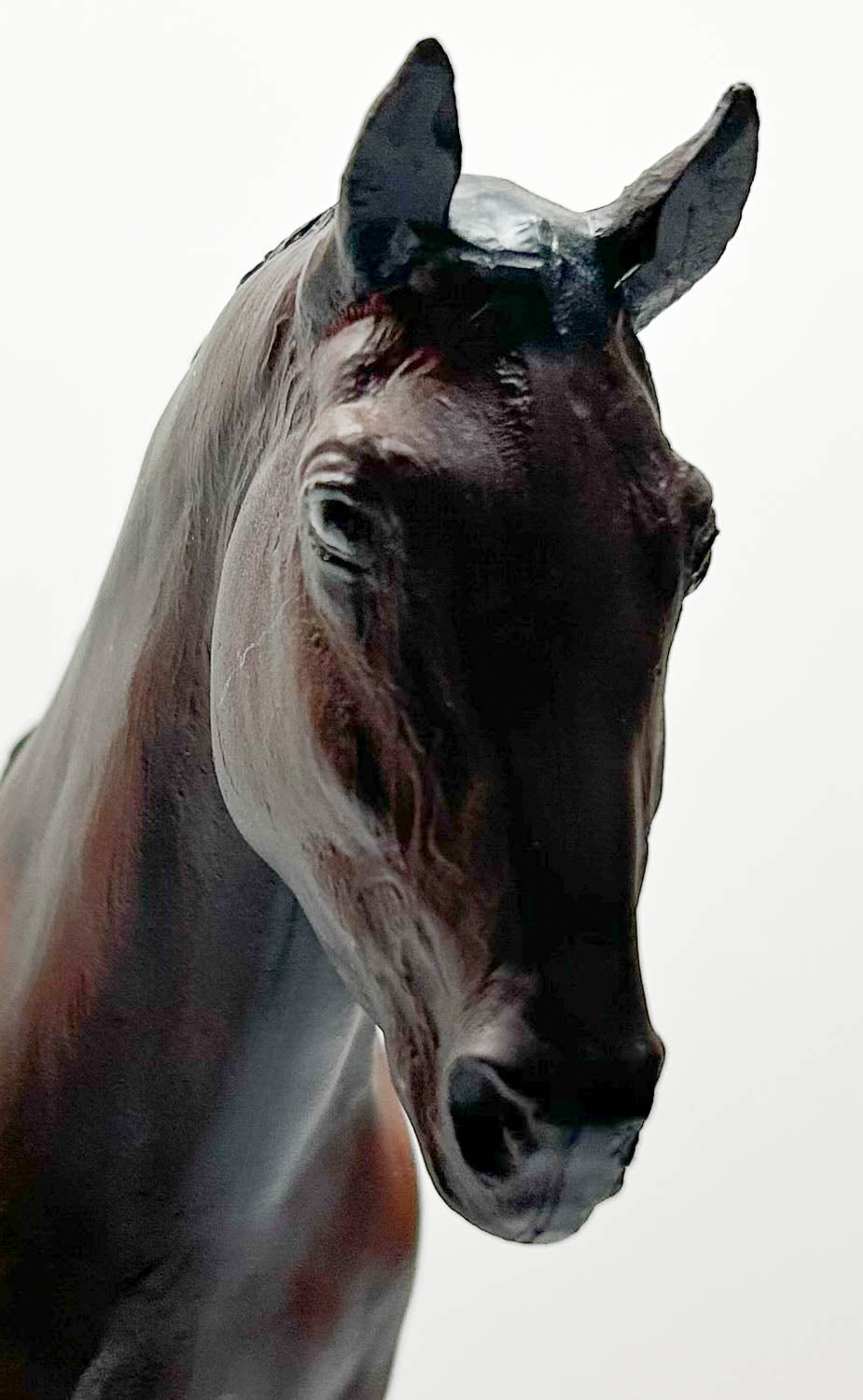 Hanoverian, Mahogany Bay - Spiegel SR