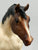 Indian Pony ~ Cheyenne
