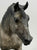 Indian Pony ~ Chinook - German Export, 750 made