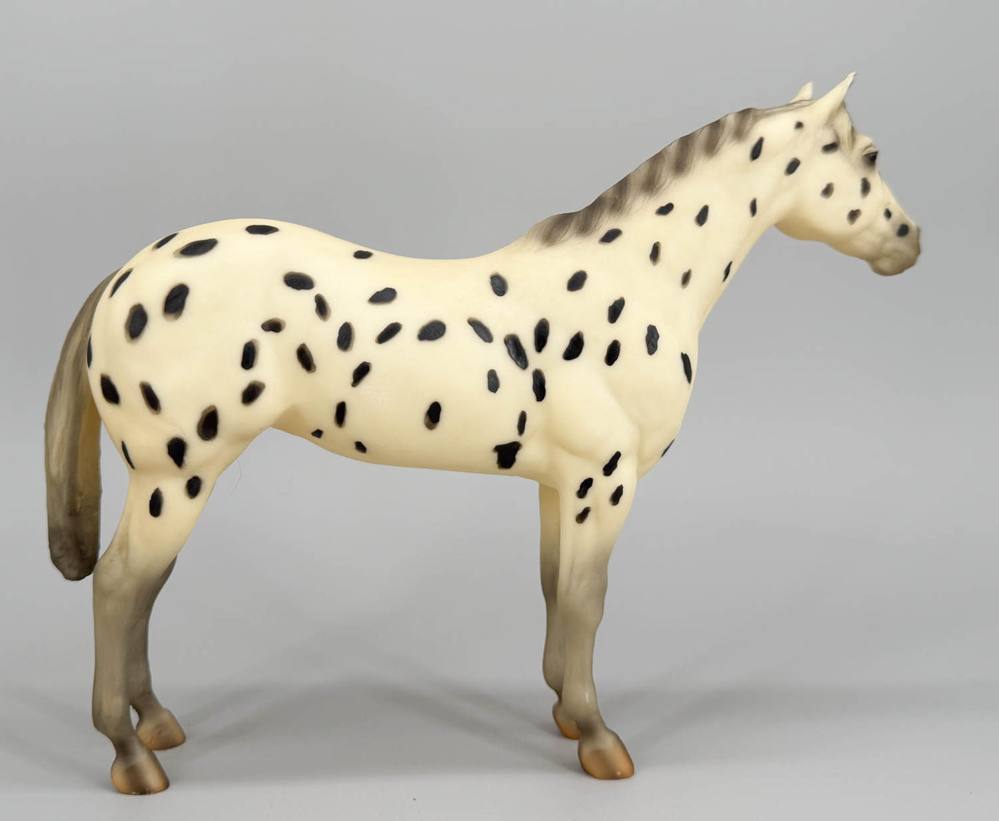 Lady Phase, Black Leopard Appaloosa