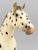 Lady Phase, Black Leopard Appaloosa