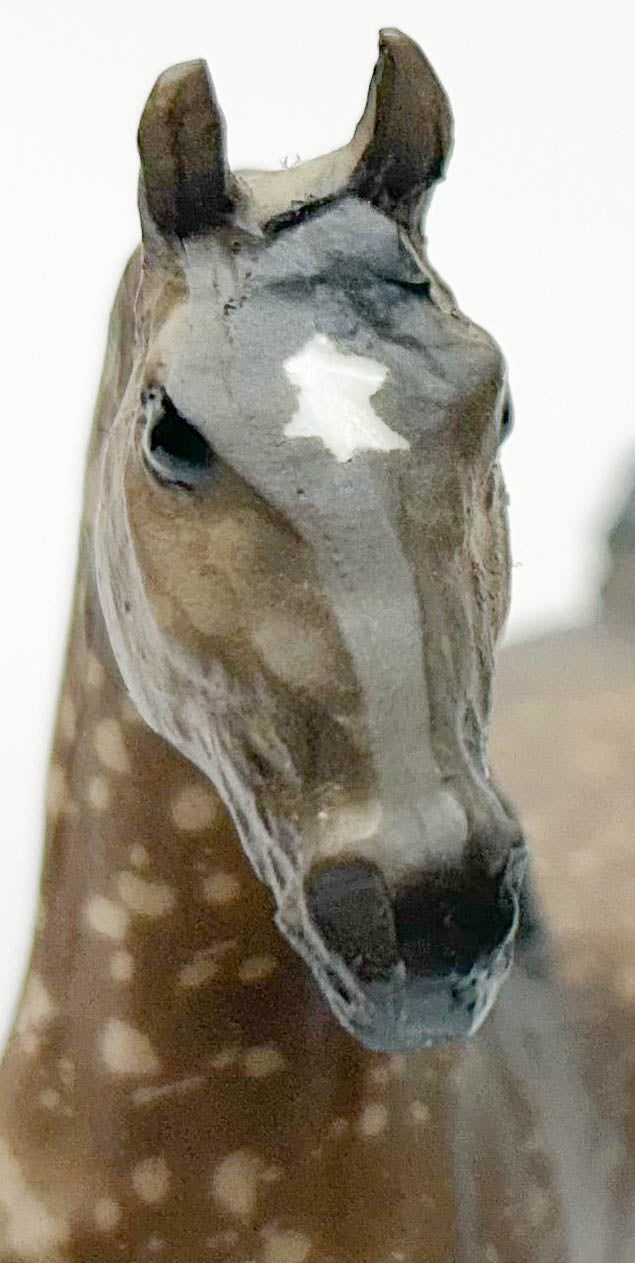 American Saddlebred Stallion, Dappled Rose Grey