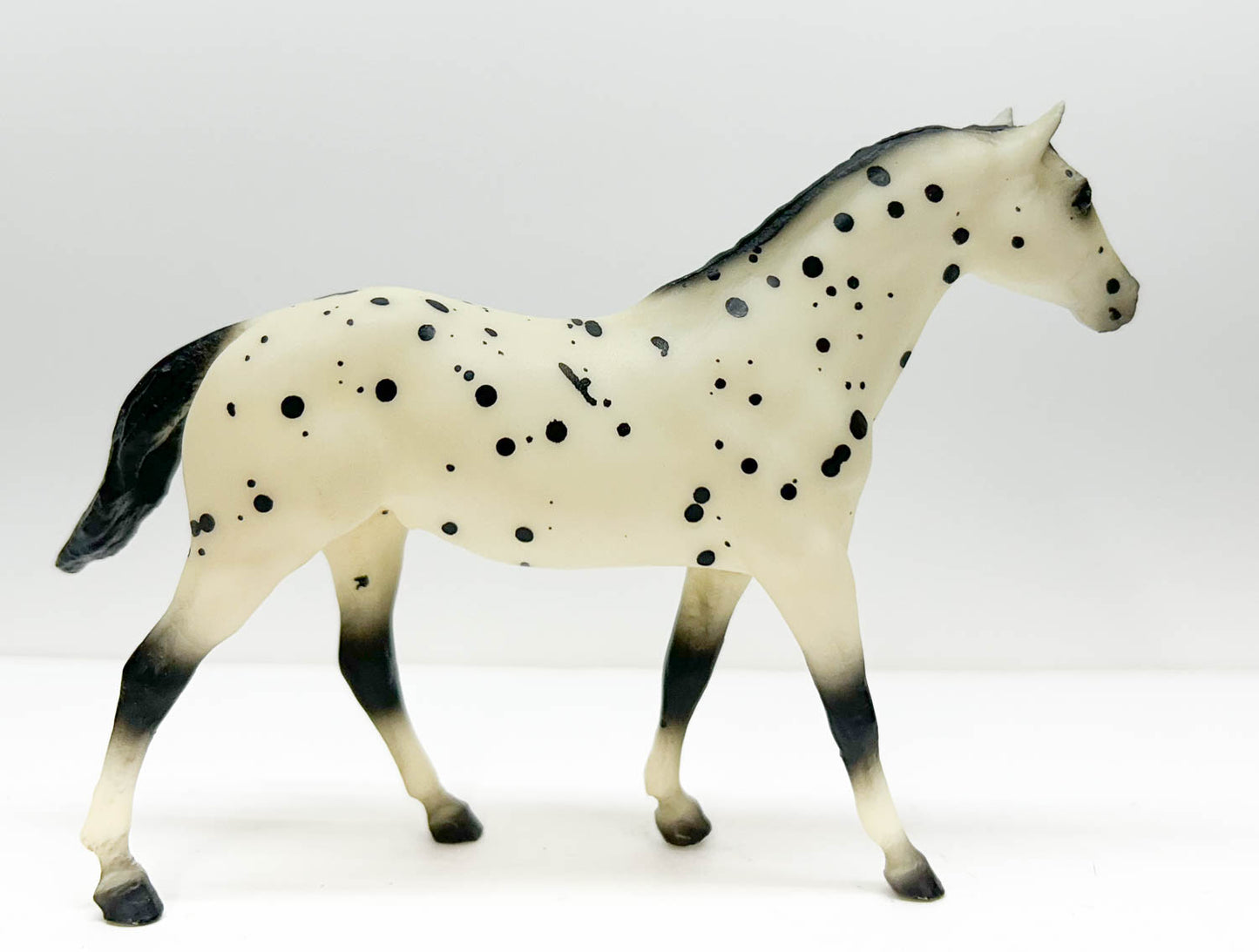 Quarter Horse, Black Leopard Appaloosa - JCP SR