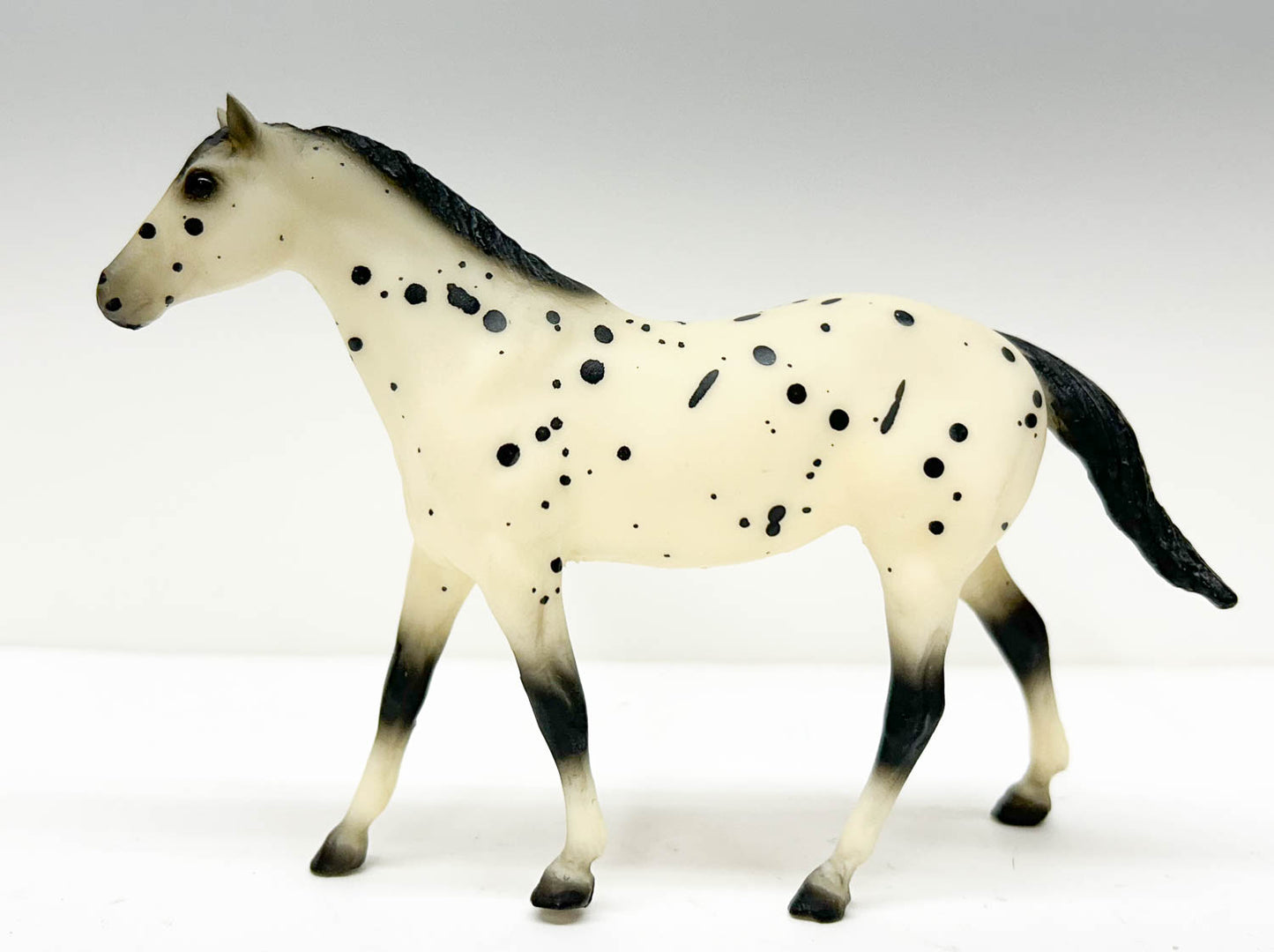 Quarter Horse, Black Leopard Appaloosa - JCP SR