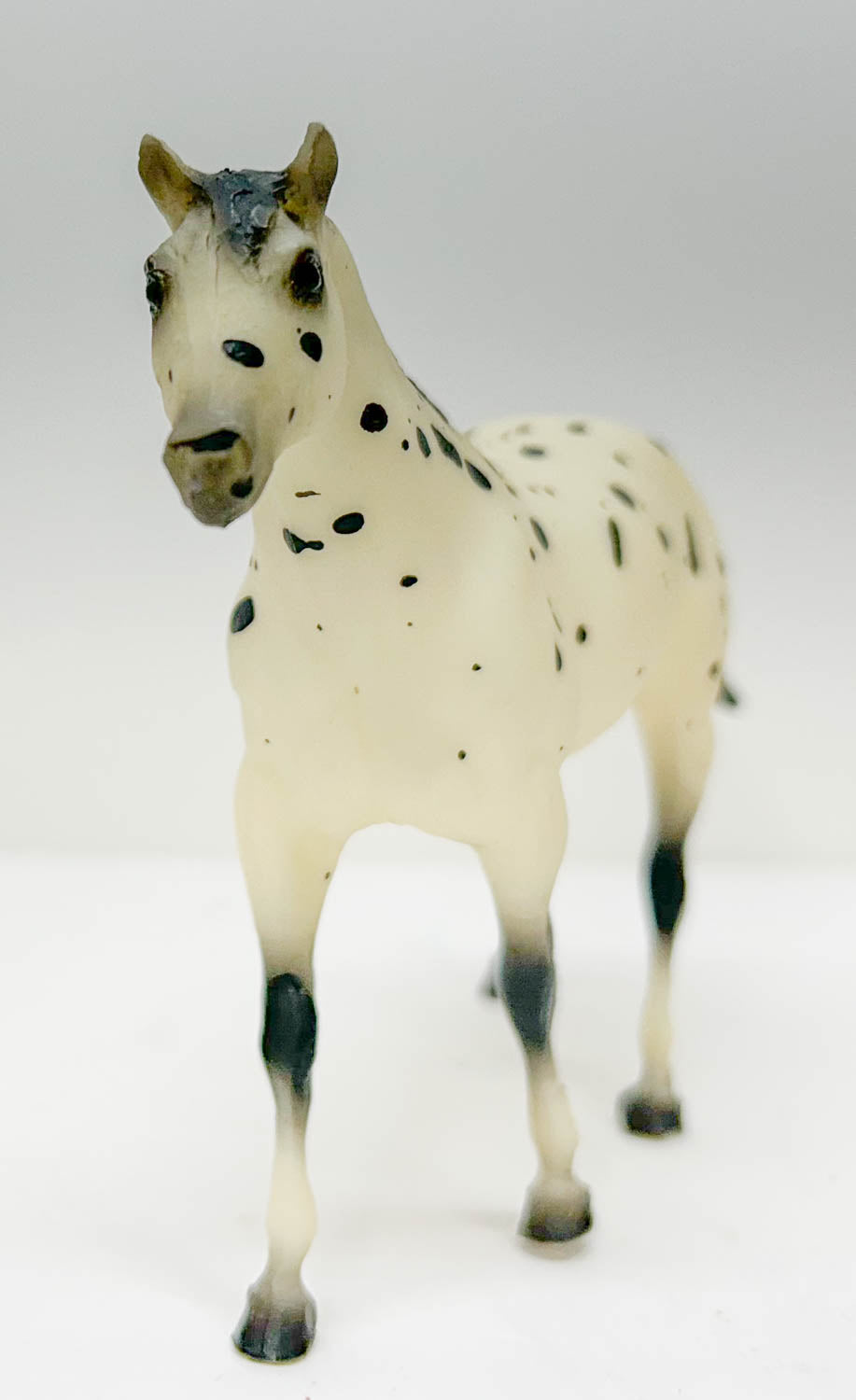 Quarter Horse, Black Leopard Appaloosa - JCP SR