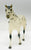 Quarter Horse, Black Leopard Appaloosa - JCP SR