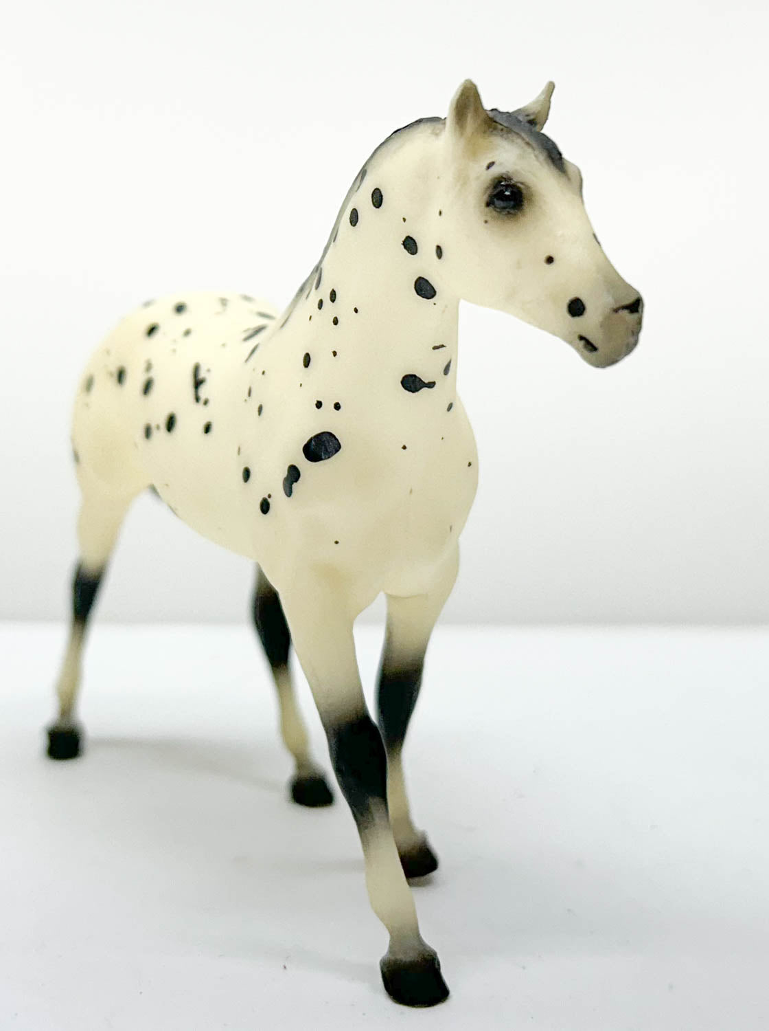 Quarter Horse, Black Leopard Appaloosa - JCP SR