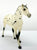 Quarter Horse, Black Leopard Appaloosa - JCP SR