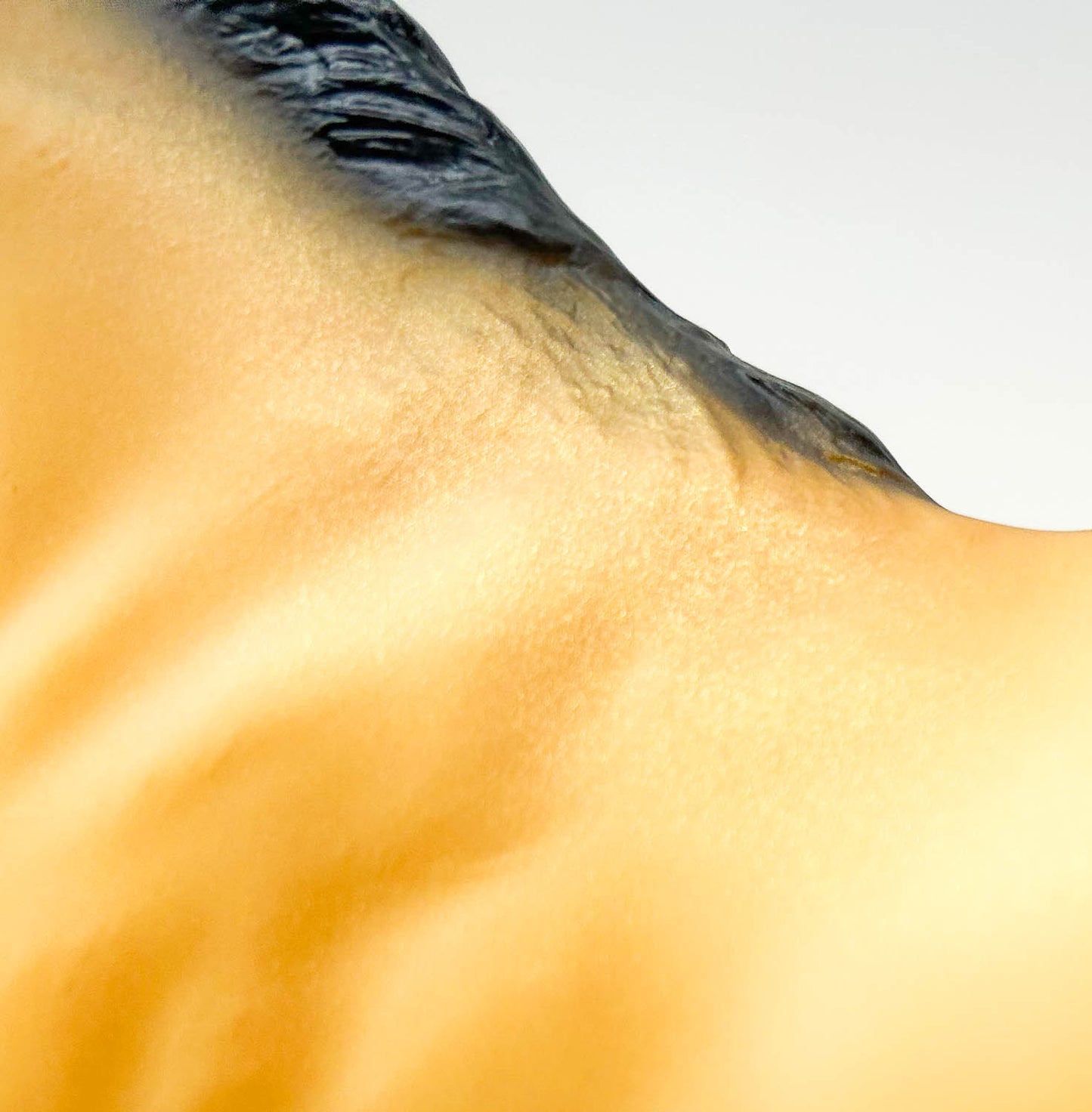 Legionario III ~ Lavrador w/ Hang Tag