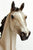 Lonesome Glory ~ Tinseltown - Breyerfest 2010 SR