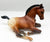 Lying Foal ~ Brandi - JAH SR