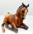 Lying Foal ~ Brandi - JAH SR