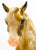2004 Holiday Horse Set - Marabella ~ Father Christmas & Glittery