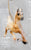 2012 Holiday Merry Fillies Ornament ~ Twinkle