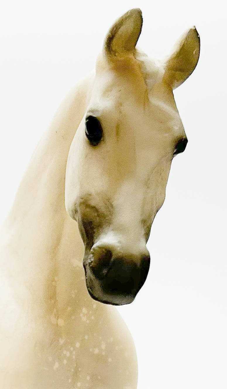 Misty's Twilight ~ Romanesque, American Warmblood