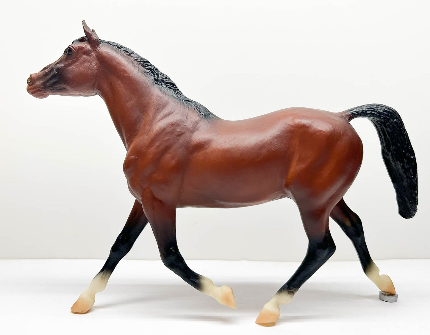 Morganglanz, Bay - JC Penney SR