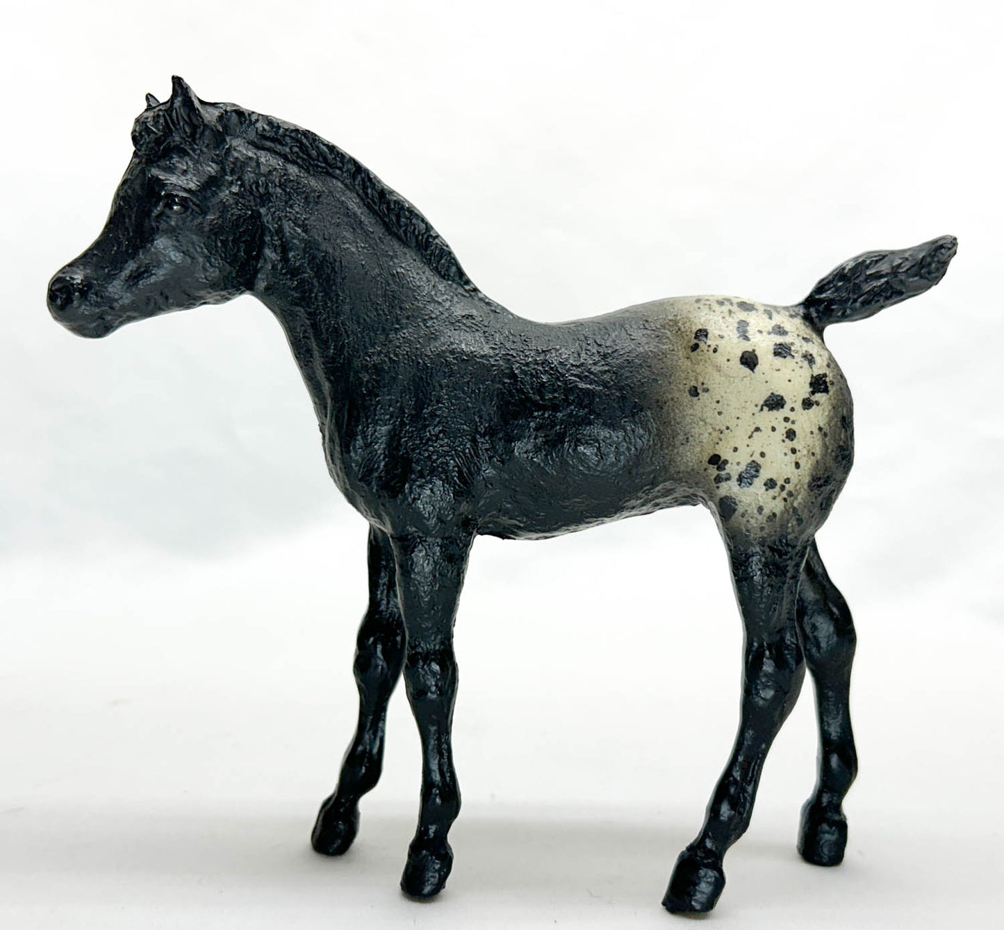 Phantom Wings, Black Appaloosa (Rough Coat Stock Horse Foal)