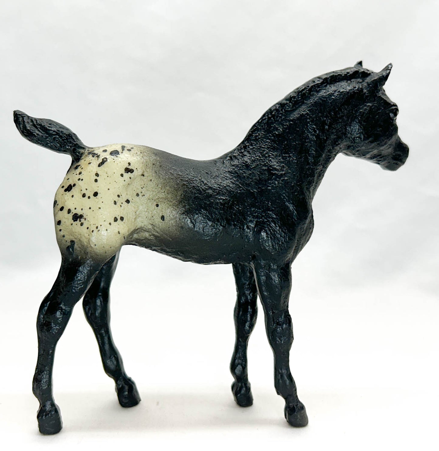 Phantom Wings, Black Appaloosa (Rough Coat Stock Horse Foal)