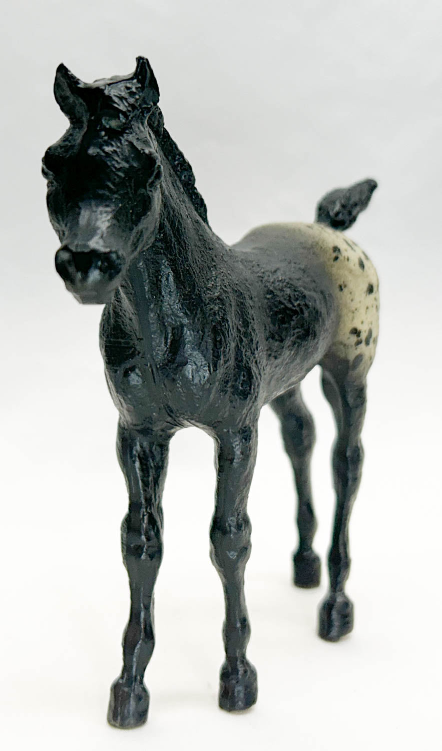 Phantom Wings, Black Appaloosa (Rough Coat Stock Horse Foal)
