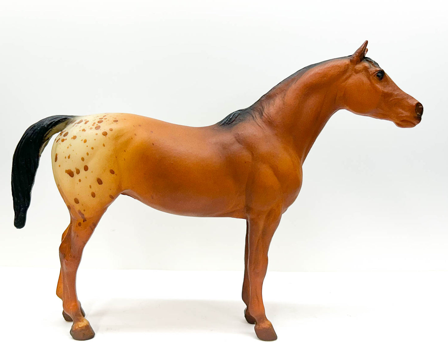 Pony of the Americas, Bay Appaloosa - B-Stamp