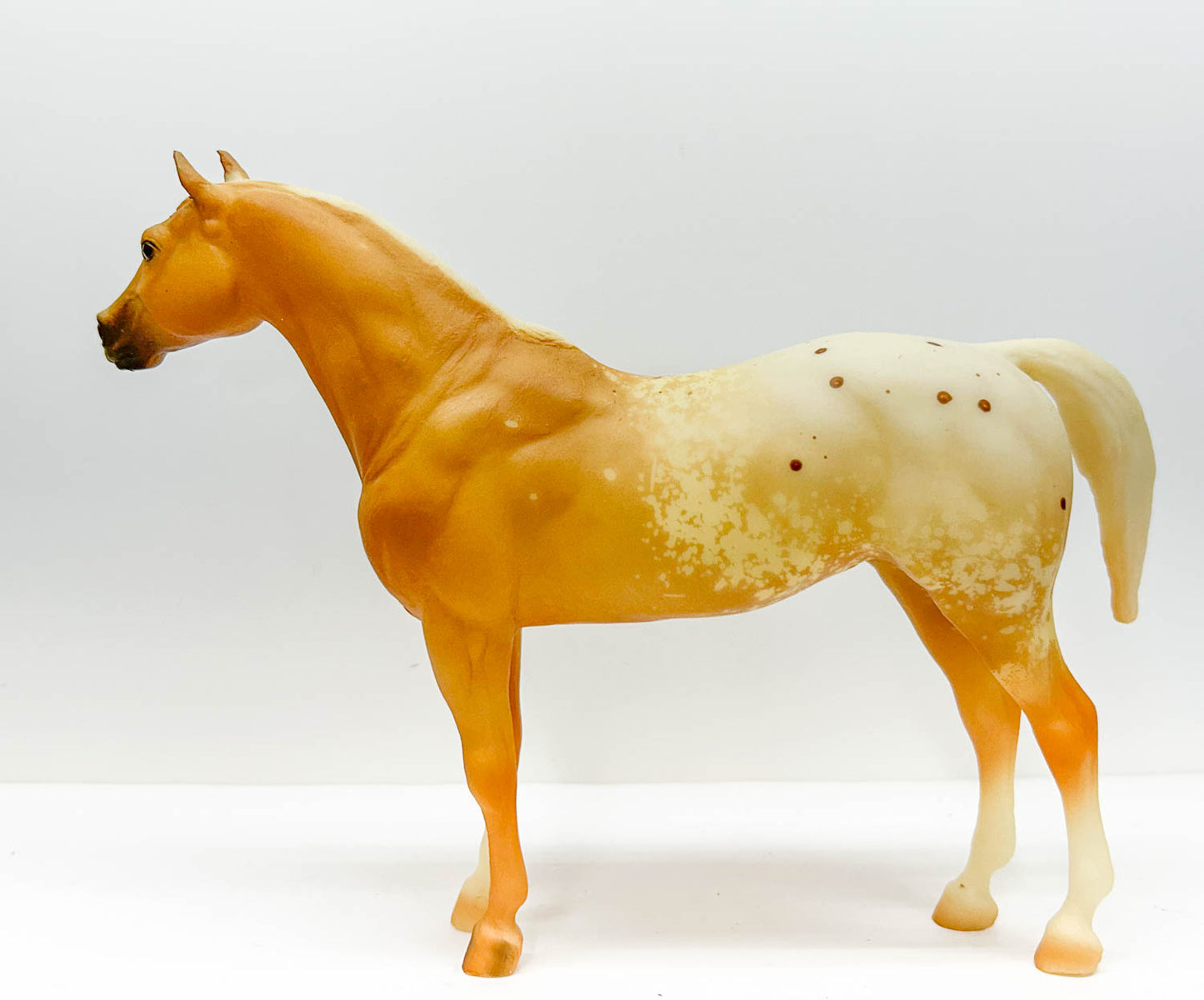 Pony of the Americas ~ Cream of Tartar w/ COA