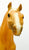 Pony of the Americas ~ Cream of Tartar w/ COA