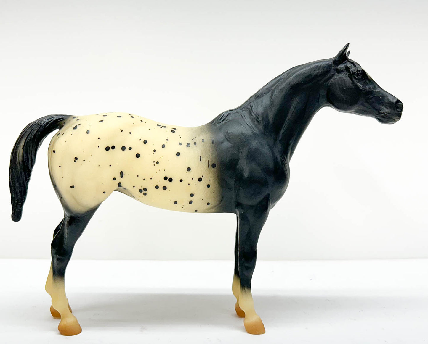 Pony of the Americas ~ Pantomime