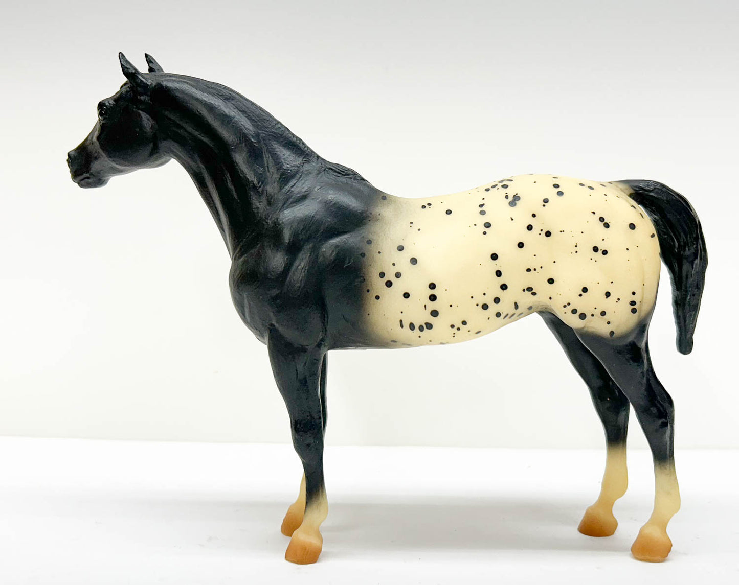 Pony of the Americas ~ Pantomime