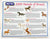 Poster: Stablemates Parade of Breeds - JC Penney 2008