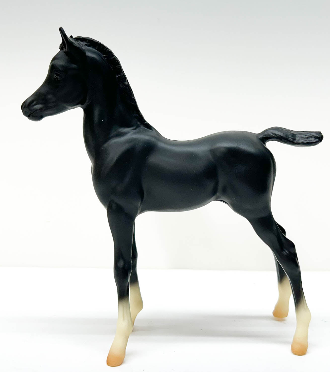 Proud Arabian Foal, Black