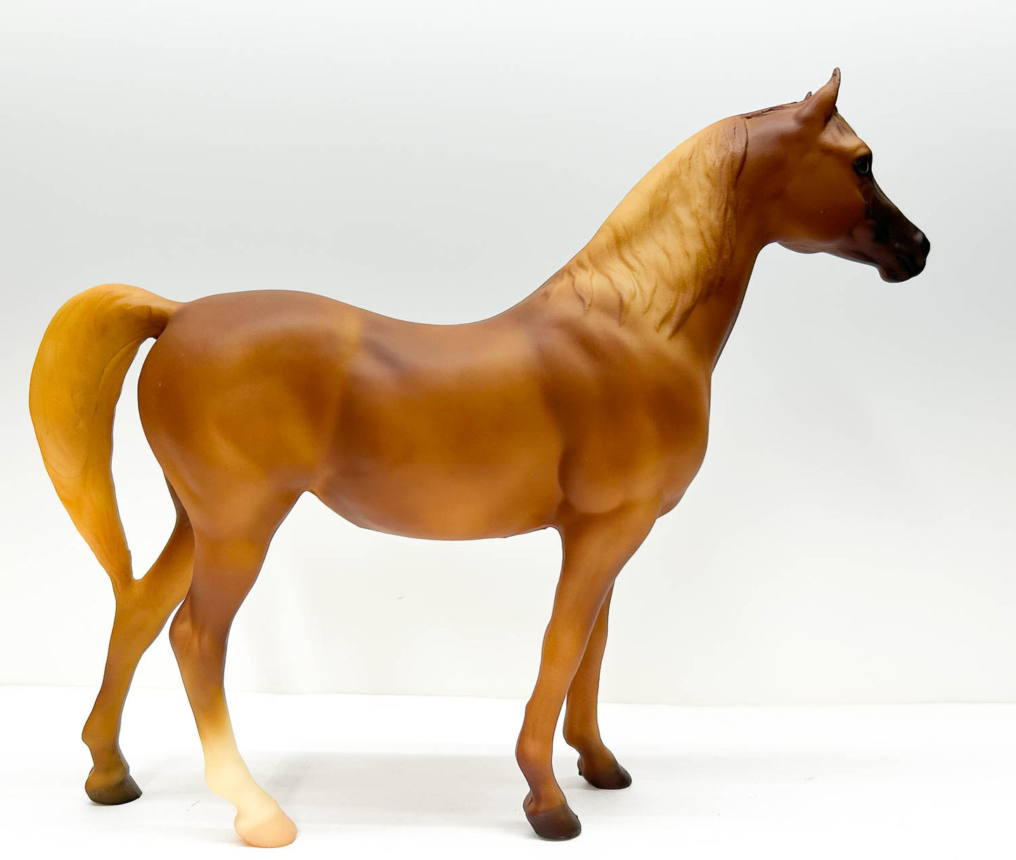 Proud Arabian Mare ~ Carinosa