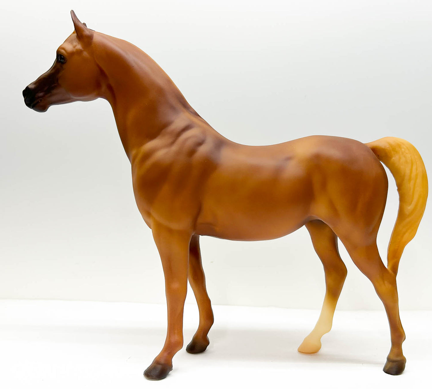 Proud Arabian Mare ~ Carinosa