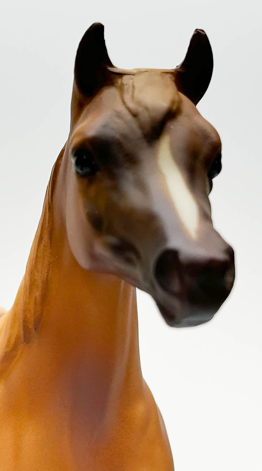 Proud Arabian Mare ~ Carinosa
