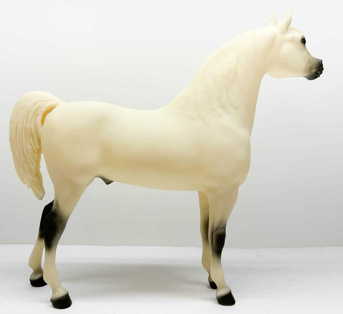 Proud Arabian Stallion ~ Buffalo Bill's Isham - 2003 TSC SR