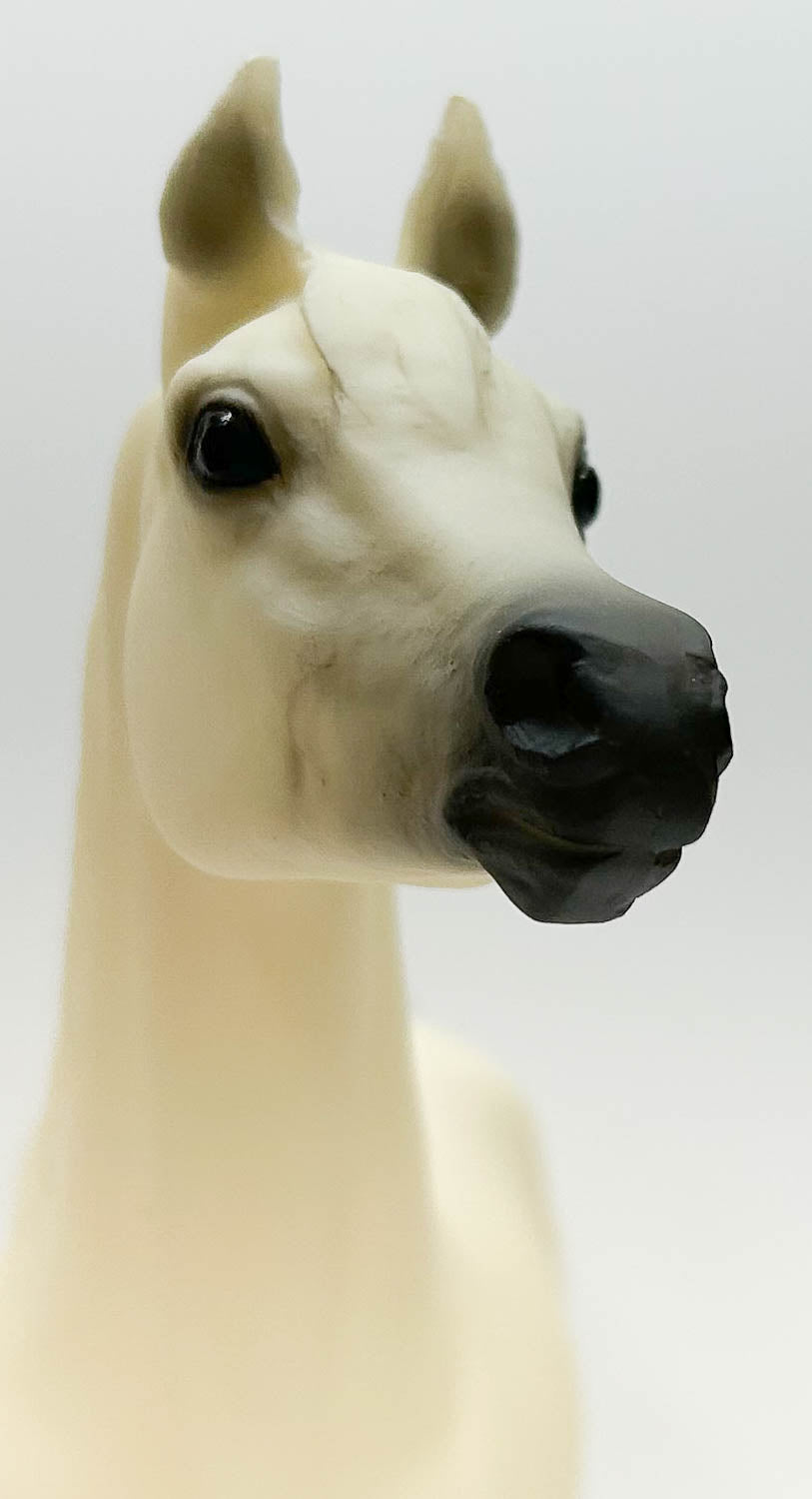 Proud Arabian Stallion ~ Buffalo Bill's Isham - 2003 TSC SR