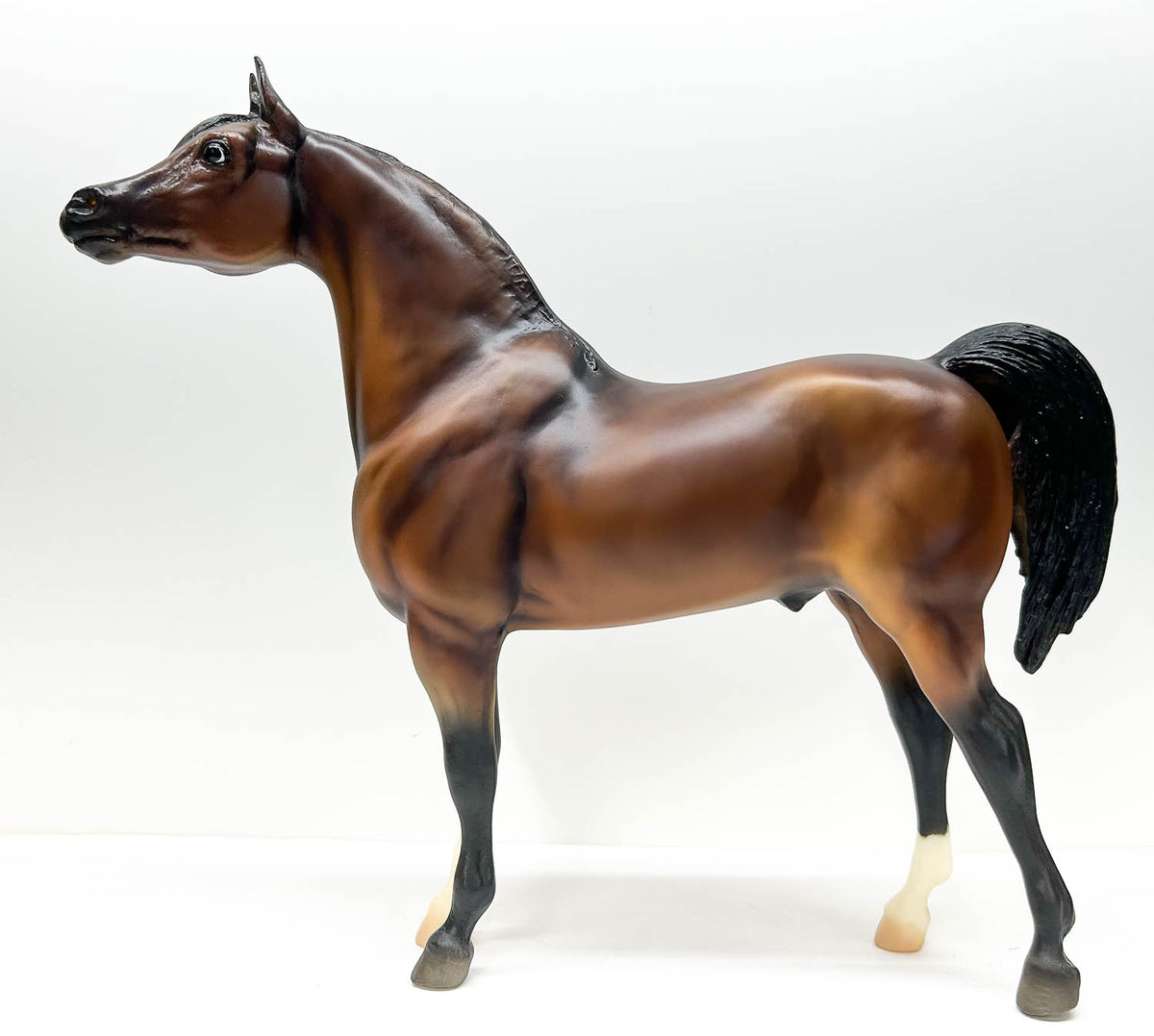 Proud Arabian Stallion ~ Thee Desperado